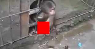 【動画】このオス猿、堂々とオナニーしてやがる
