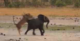 【弱肉強食】子供の象に二匹のライオンが襲いかかる
