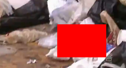 【動画】生まれたばかりの○○○がゴミ捨て場で見つかりました。