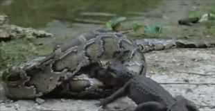 【動画】ゆっくりと大蛇がクロコダイルを飲み込んでいく