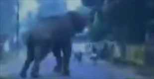 【動画】怒り狂う象は鼻を使って人を殺します