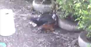 【動画】アヒルと雄鶏の喧嘩激しすぎコワイ