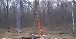 【動画】伐採された木は、ささやかな復讐を実行する