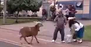 【動画】路上でヤギが攻撃してくるのウザすぎ