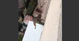 【動画】猫が８階から落下！…しかし…