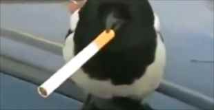 【動画】喫煙する鳥がいると話題に