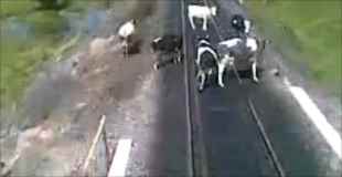 【動画】線路上の牛を轢いて走っていく電車