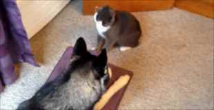 【動画】猫VSハスキー犬