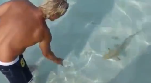 【動画】赤ちゃんだろうとサメを舐めてはいけません