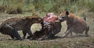 【画像】豹とハイエナがシマウマを奪い合う