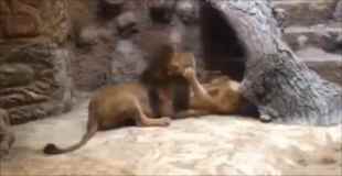 【動画】動物園内でオスライオンがメスライオンを噛み殺す