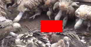 【閲覧注意】チベットの鳥葬の動画。