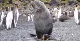 【動画】ペンギンがアザラシにバックで犯されている動画が撮影される