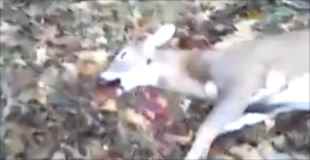【動画】ハンターが林の中で死んだ鹿に出会った結果…