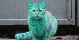 【画像】全身が緑色の猫がブルガリアで発見される