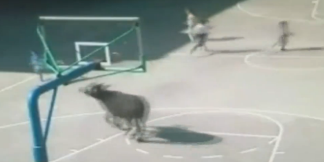 【動画】巨大な水牛が中国の学校内を走り回る