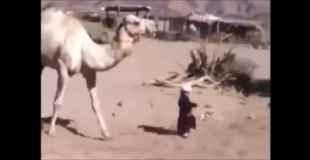 【動画】大きなラクダの前蹴りが子供の顔面を直撃