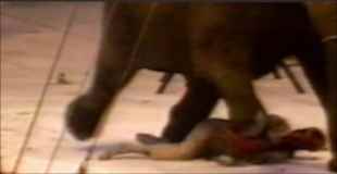 【閲覧注意】ブチ切れた象はトレーナーを踏み殺し100発の銃弾を浴び殺される