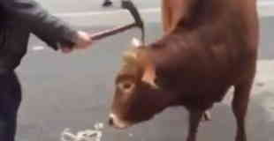 【閲覧注意】牛の頭をつるはしで殴ります。