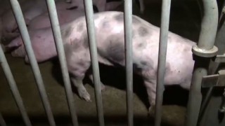 【閲覧注意】残酷な方法で豚が殺されていくフランスの食肉処理場の動画…