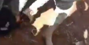 【閲覧注意】自由シリア軍が一般人の首を切り落とす一部始終の映像…