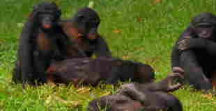 【動画】チンパンジーの交尾がなんか生々しい件ｗｗｗ