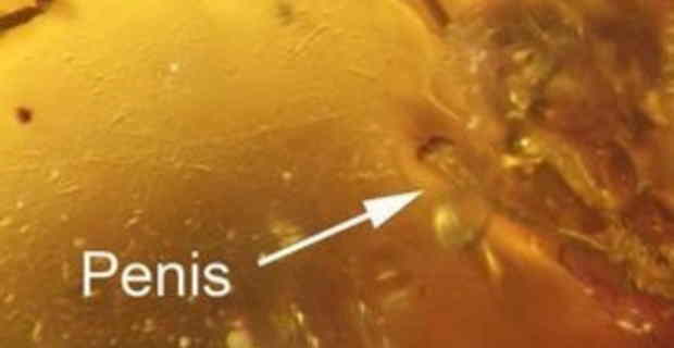 【画像】奇跡！9900万年前の「勃起したチ●コ」が発見される