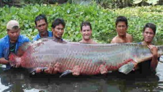 【閲覧注意】巨大魚、陸上で人間に勝つ