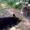 【衝撃動画】シェパード対アライグマの動画。