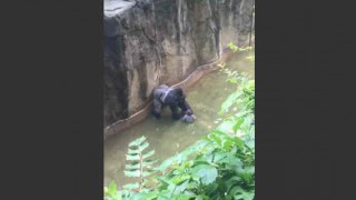 【動画】オハイオ州の動物園で射殺されたゴリラ『Harambe（ハランビ）』の動画。