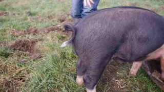 【衝撃動画】豚の尻尾をまっすぐにする方法ｗｗｗ