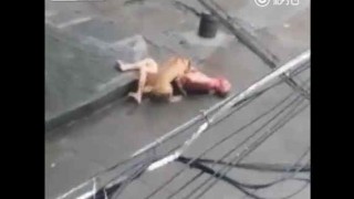 【閲覧注意】街中で狂犬に襲われ血だらけになる男性。