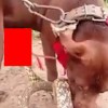 【動画】ペニスをヘビに噛まれたままどうすることもできない犬。