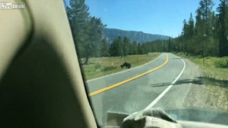 【動画】グリズリーが牛に襲い掛かってる…。