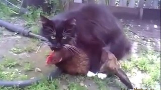 【衝撃動画】異種姦！ネコが鶏に噛みつきながら腰を振る。