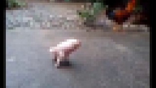 【動画】先天性欠損症で両後足がない豚ちゃんがんばって歩く。