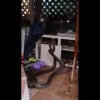 【衝撃動画】ヘビが交尾してるぞｗｗｗ