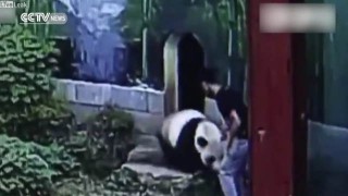 【動画】中国の動物園で寝ているパンダに触ろうとした結果→5分間のレスリングに付き合うことにｗｗｗ