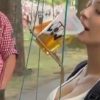 【動画】美女がビールをノーハンドで飲める発明をしたｗｗｗ