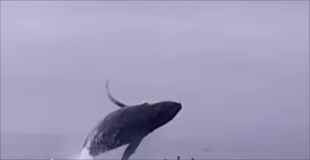 【動画】カヤックに乗ってるときにクジラがジャンプしたら終わる