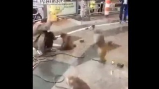 【オモシロ動画】猿回しのおじさんが包丁を持った猿の逆襲にあうｗｗｗｗｗ