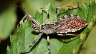 【閲覧注意】南米でカメムシに刺された人間の体、ありえない事になる